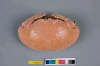 藏品(饅頭蟹)的圖片